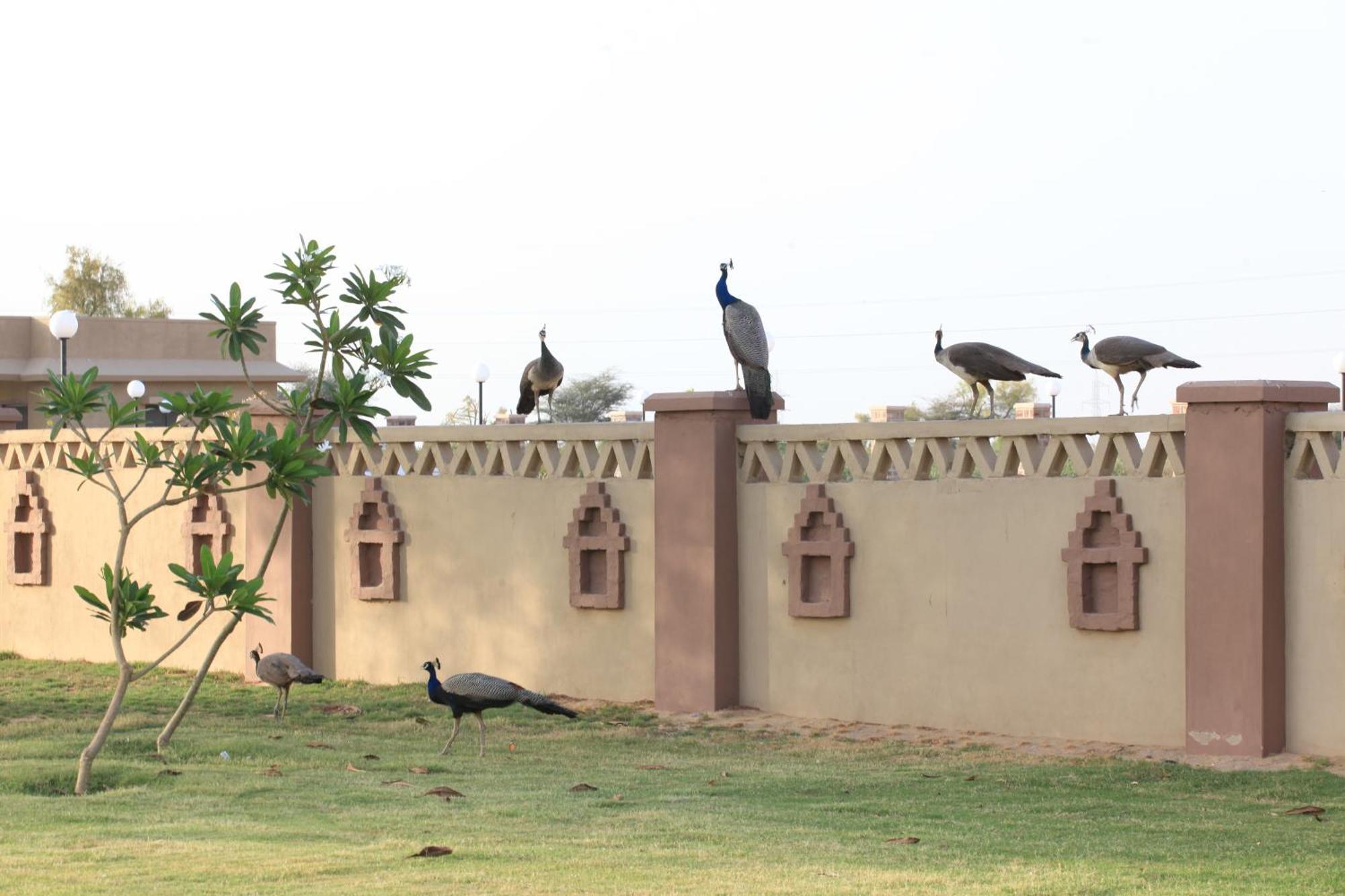 Thar Oasis Resort And Camp Dechu Exterior photo